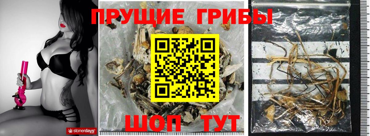 Псилоцибиновые грибы Cubensis  Галлюциногенные грибы Psilocybine cubensis  Михайловка  Вход с VPN 